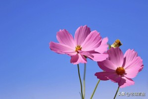 大因扎吉率领比萨升级，下赛季意甲再现“因扎吉兄弟德比”